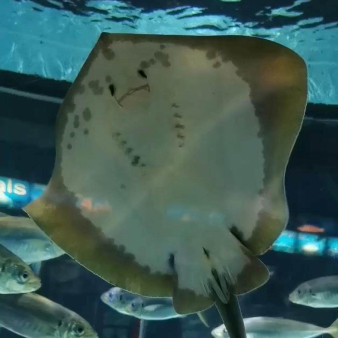 Que visiter à Barcelone - Aquarium