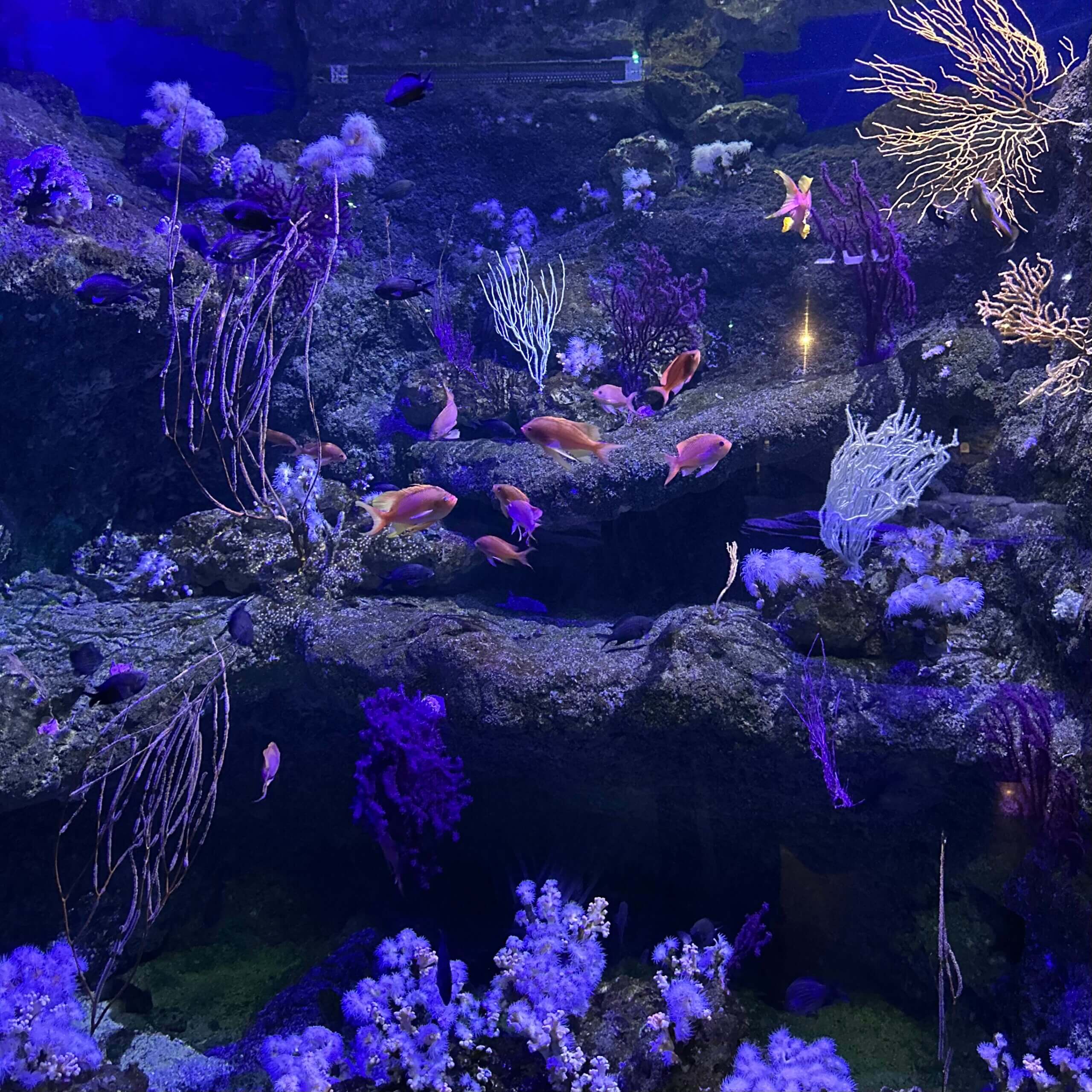 Aquarium_Seville